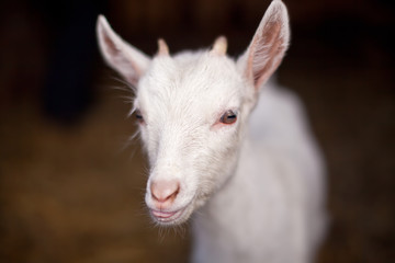 Fototapeta premium Little goatling