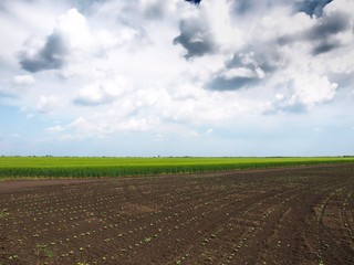 Field with sunflower sprouts in spring