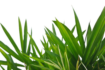 Fototapeta premium Bamboo leaves isolated on white.