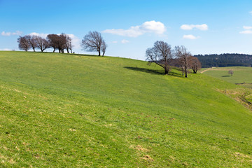 Wiese auf dem Schauinsland Schwarzwald