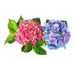 beautiful hortensia flowers isolated on white