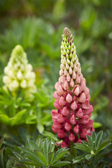 Pink Lupine