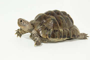 Naklejka premium Land turtle isolated on white