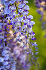 Obraz premium Wisteria flowers in a garden