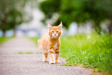 red kitten walking outdoors