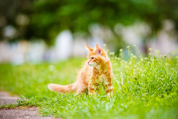 Fototapeta premium three months old maine coon kitten
