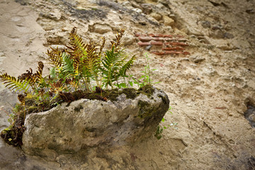 Fern growing on a stone wall