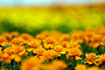 Marigold Flowers Macro