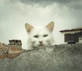 Fototapeten Cat on the hot tin roof © vali_111