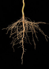 Naklejka premium Roots tree