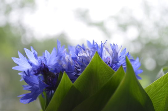 Fototapeta Beautiful cornflowers in a glass vase