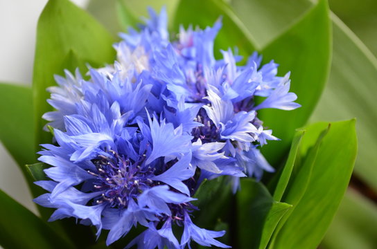 Fototapeta Beautiful cornflowers in a glass vase