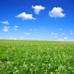 Spring meadow with blue sky