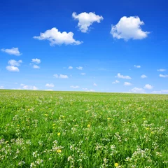 Fototapeten Spring meadow with blue sky © vencav