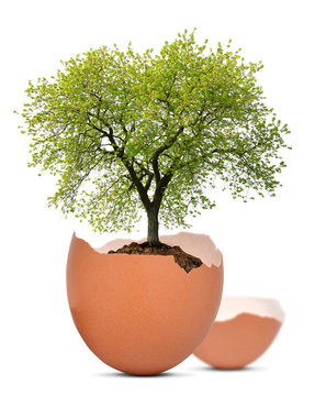 Tree Growing Out Of The Egg