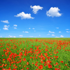 spring landscape with red poppy field