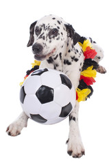 Dalmatiner Hund im Fußballfieber