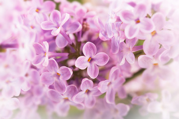Fototapeta na wymiar Lilac flowers (close up shot)