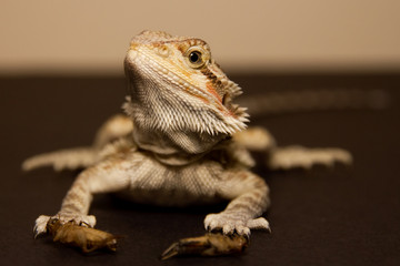 Bearded Dragon.