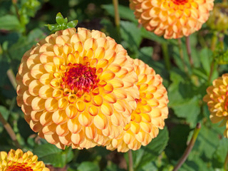 Dahlien