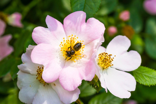 A nice pink briar rose or eglantine under the warm spring sun, with a bee gathering pollen