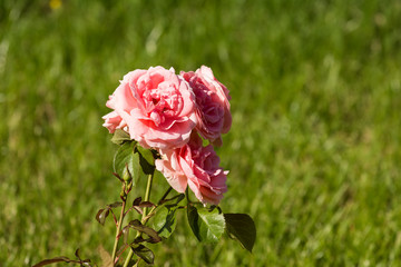 Summer Pink Rose On Green Grass Background