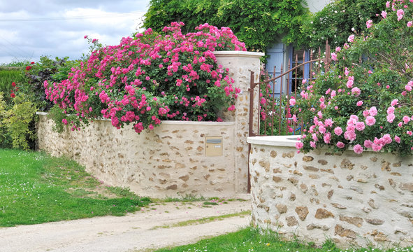 rosiers sur muret