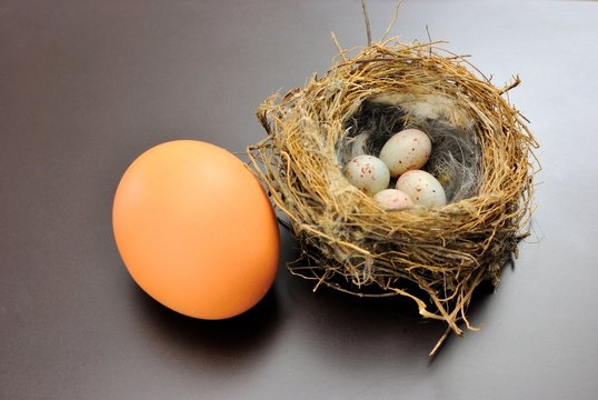 Nido di passero con uova e uovo di gallina
