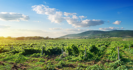 Fototapeta na wymiar Crimean vineyard