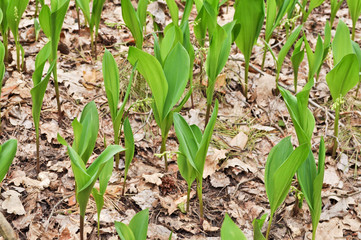 The leaves of Lily  in early may.