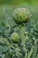 Deux artichauts sur leur pied