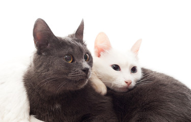 two cats lying on white cover