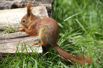 Eichhörnchen