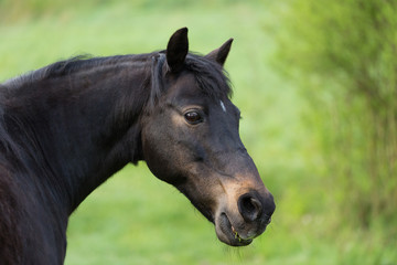 Obraz premium Blackmoon