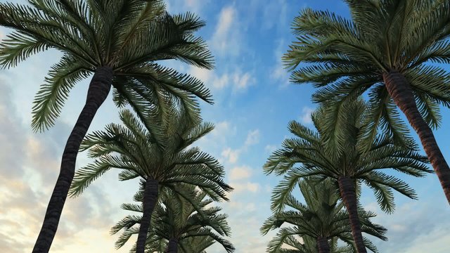 Palm Trees Drive
