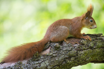 Eichhörnchen