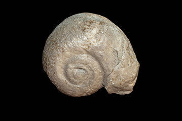 Fossil 2