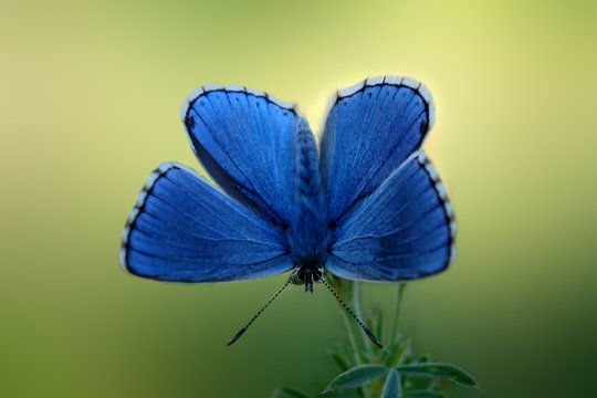 Blue butterfly Adonis Blue Lysandra bellargus Polyommatus bellargus