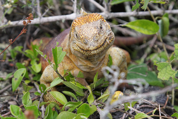 Wild land iguana