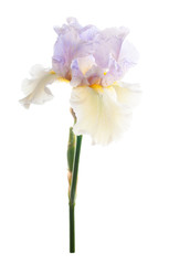 Iris flower. Isolated on white background