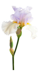 Naklejka na ściany i meble Iris flower. Isolated on white background