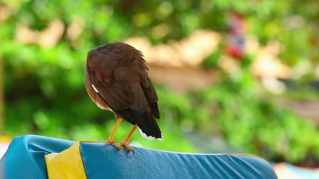 Common Myna (Acridotheres tristis), Thailand