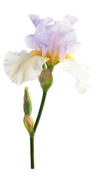 Iris flower. Isolated on white background