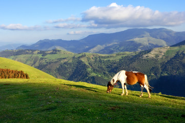 Fototapeta na wymiar horse on mountains