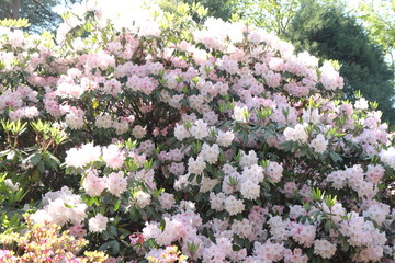 Fototapeta premium Rhododendron flowers