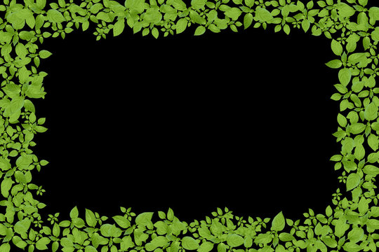 Green plant frame