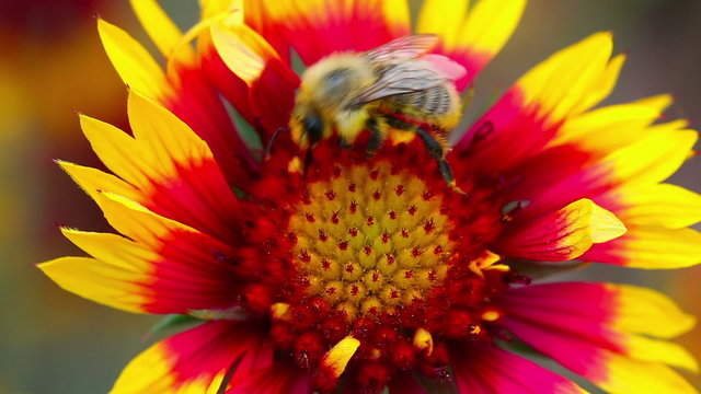 A bee collecting nectar fon yellow-red flower. close-up.