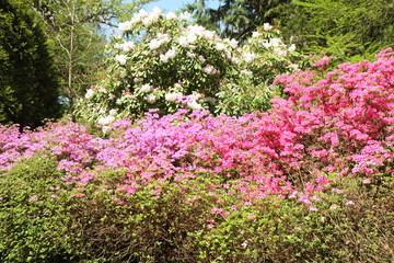 Obraz premium Rhododendron blooming in a park