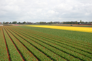 Promenade au jardin de Keukenhof