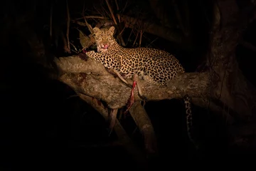Poster Hungry leopard eat dead prey in tree at night © Alta Oosthuizen